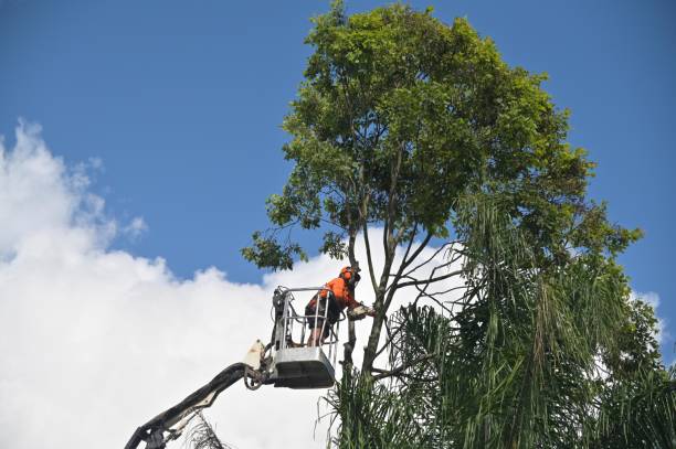 Best Palm Tree Trimming  in Hanover, IN